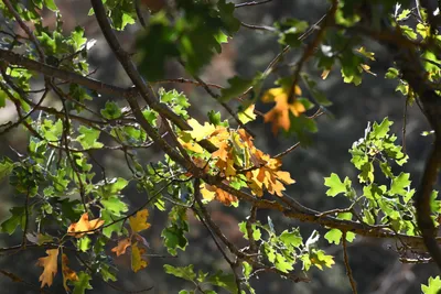 DSC_2269 (Large).JPG